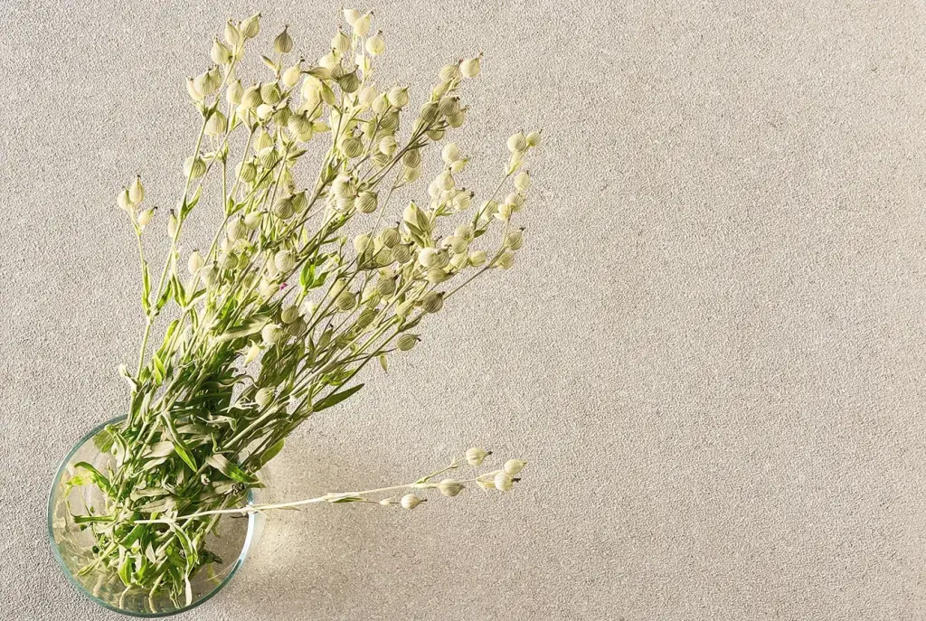 Интерьер 41Zero42 Superclassica Scb - 26