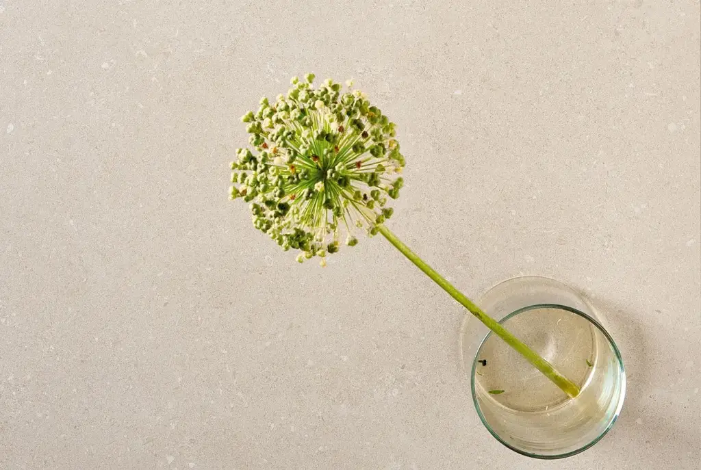 Интерьер 41Zero42 Superclassica Scb - 6