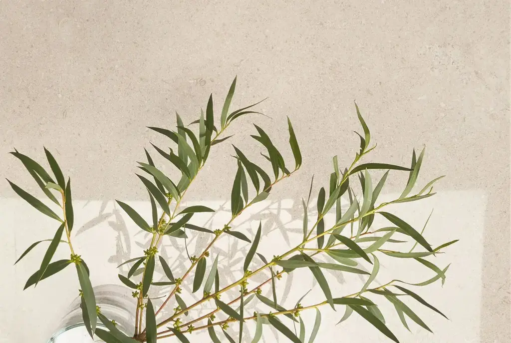 Интерьер 41Zero42 Superclassica Scb - 18