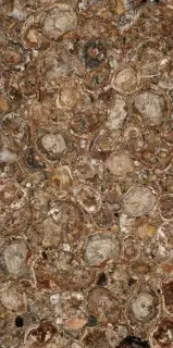 Petrified Wood (Round) (Compound With Granit)