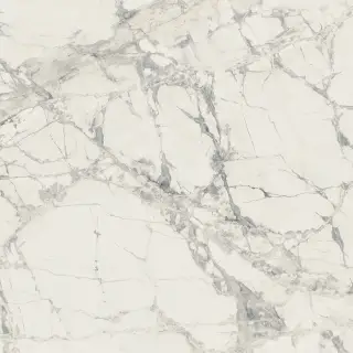 Prexious Rex Mountain Treasure Glo 60x60