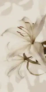 Gioia Decoro Lilium (6pz) ZZ|60x120