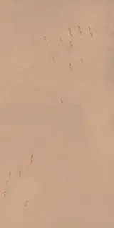 Керамическая плитка W&S D CP4 COUNTRY C  120X240