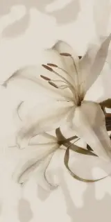 Gioia Decoro Lilium (6pz) ZZ|60x120