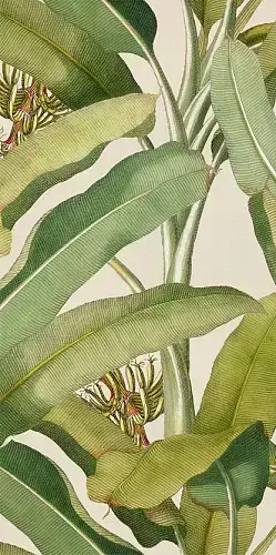 Musa (2 Варианта Паттерна)