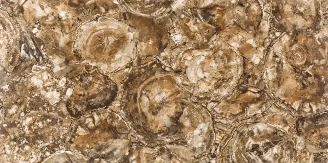 APAVISA PETRIFIED WOOD POLISHIED 59.55х119.3 G-1442