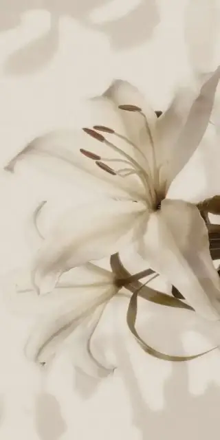 Gioia Decoro Lilium (6pz) ZZ|60x120