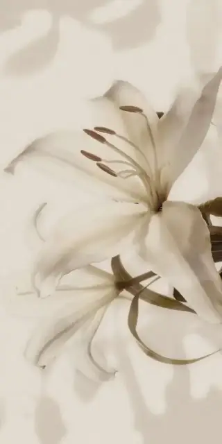 Gioia Decoro Lilium (6pz) ZZ|60x120