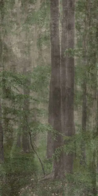 Керамическая плитка W&S D WOODS C 120x240