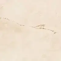 Alabaster Polished