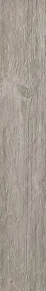 Silver Fir