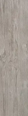 Silver Fir