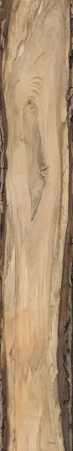 Sherwood Oak |24x150