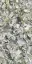 Luxury White Lucidato (Shiny) 6 mm |150x300