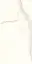 Bianco Calacatta Luc |60x120
