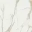 Calacata Gold  leviglass 120x120 Rec.
